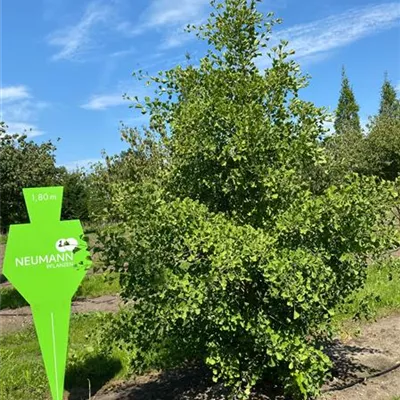 Sol 5xv mDb 150-200 x 250- 300 - Fächerblattbaum - Ginkgo biloba - Collection