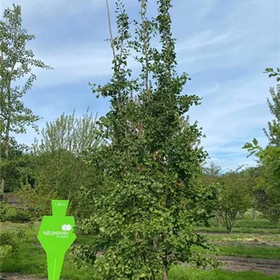 Sol 5xv mDb 150-200 x 500- 600 - Fächerblattbaum - Ginkgo biloba - Collection