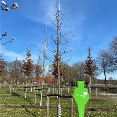 Sol Baum 4xv mDb 100-150 x 400-500 25- 30 - Fächerblattbaum - Ginkgo biloba - Collection