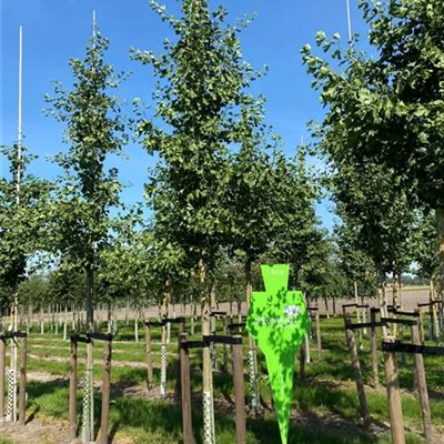 Sol Baum 4xv mDb 100-150 x 400-500 25- 30 - Fächerblattbaum - Ginkgo biloba - Collection