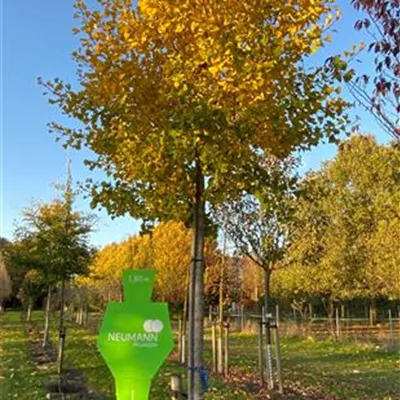 Sol Baum 4xv mDb 100-150 x 400-500 25- 30 - Fächerblattbaum - Ginkgo biloba - Collection
