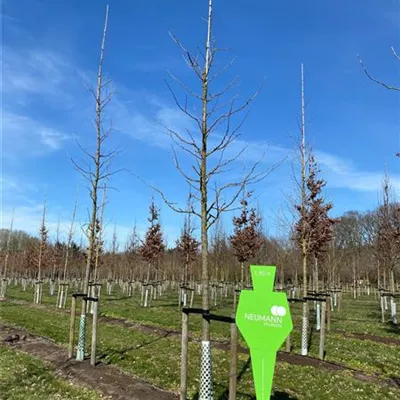 Sol Baum 5xv mDb 100-150 x 400-500 25- 30 - Fächerblattbaum - Ginkgo biloba - Collection