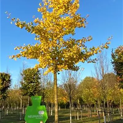 Sol Baum 6xv mDb 100-150 x 500-700 30- 35 - Fächerblattbaum - Ginkgo biloba - Collection