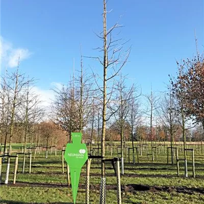 Sol Baum 5xv mDb 150-200 x 500-700 25- 30 - Fächerblattbaum - Ginkgo biloba - Collection