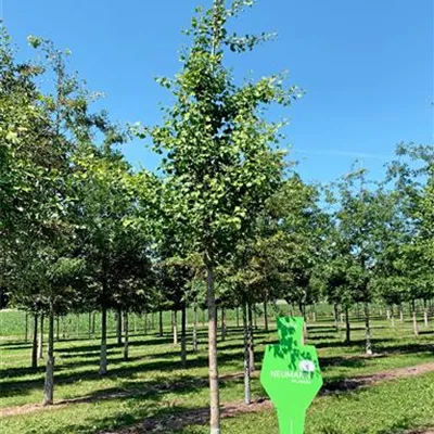 Sol Baum 5xv mDb 150-200 x 500-700 25- 30 - Fächerblattbaum - Ginkgo biloba - Collection