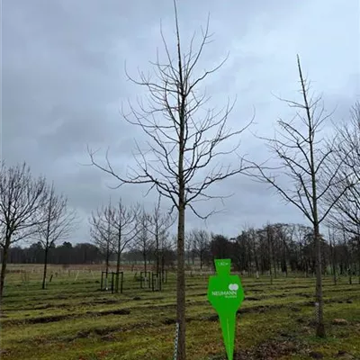 Sol Baum 5xv mDb 150-200 x 500-700 30- 35 - Fächerblattbaum - Ginkgo biloba - Collection
