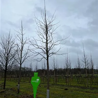 Sol Baum 5xv mDb 150-200 x 500-700 30- 35 - Fächerblattbaum - Ginkgo biloba - Collection
