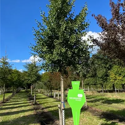 Sol Baum 6xv mDb 150-200 x 500-700 35- 40 - Fächerblattbaum - Ginkgo biloba - Collection