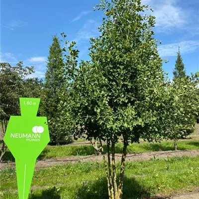 Sol 3xv mDb mehrst. 250- 300 - Fächerblattbaum - Ginkgo biloba - Collection