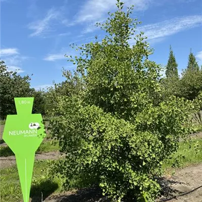 Sol 4xv mDb mehrst. 150-200 x 250- 300 - Fächerblattbaum - Ginkgo biloba - Collection