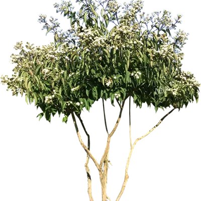 Schirm 5xv mDb 150-200 x 200- 250 - Heptacodium - Heptacodium miconioides - Collection