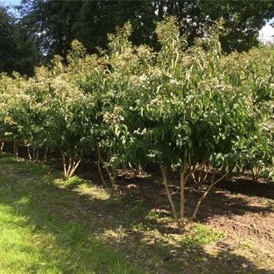 Schirm 5xv mDb 150-200 x 250- 300 - Heptacodium - Heptacodium miconioides - Collection
