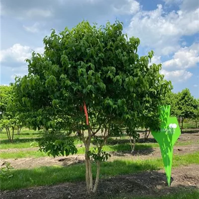 Schirm 5xv mDb 150-200 x 250- 300 - Heptacodium - Heptacodium miconioides - Collection