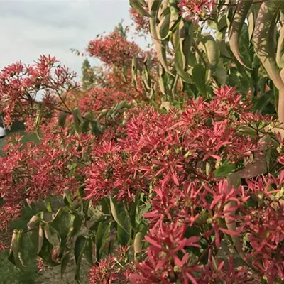 Schirm 5xv mDb 150-200 x 250- 300 - Heptacodium - Heptacodium miconioides - Collection