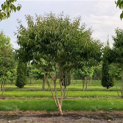 Schirm 5xv mDb 150-200 x 300- 350 - Heptacodium - Heptacodium miconioides - Collection