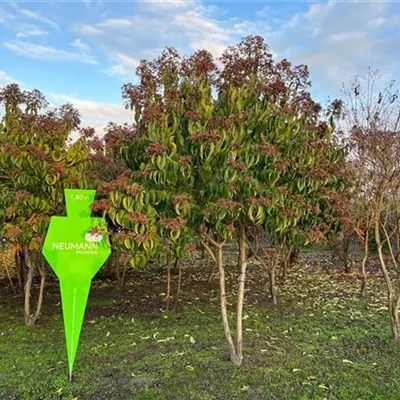 Schirm 5xv mDb 150-200 x 300- 350 - Heptacodium - Heptacodium miconioides - Collection