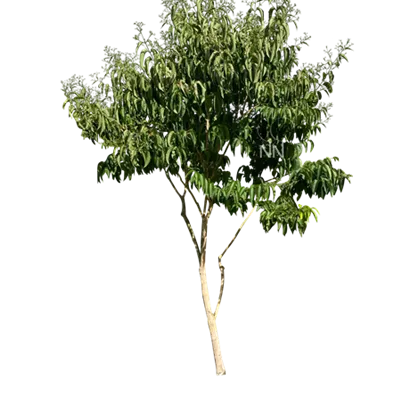 Schirm 5xv mDb 150-200 x 300- 350 - Heptacodium - Heptacodium miconioides - Collection