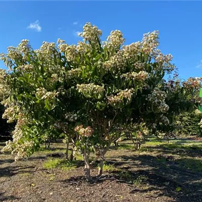 Schirm 6xv mDb 200-300 x 200- 250 - Heptacodium - Heptacodium miconioides - Collection