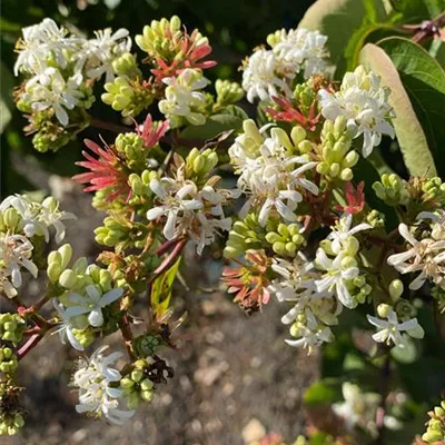 Schirm 6xv mDb 200-300 x 200- 250 - Heptacodium - Heptacodium miconioides - Collection