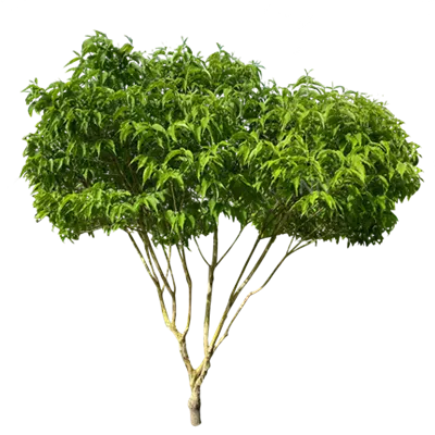 Schirm 6xv mDb 200-300 x 250- 300 - Heptacodium - Heptacodium miconioides - Collection