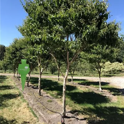 Schirm 6xv mDb 200-300 x 300- 350 - Heptacodium - Heptacodium miconioides - Collection