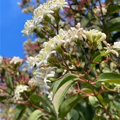 Schirm 6xv mDb 200-300 x 350- 400 - Heptacodium - Heptacodium miconioides - Collection