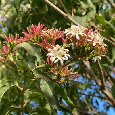 Schirm 6xv mDb 200-300 x 350- 400 - Heptacodium - Heptacodium miconioides - Collection