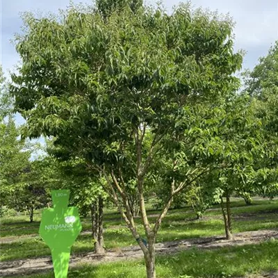 Schirm 6xv mDb 200-300 x 400- 450 - Heptacodium - Heptacodium miconioides - Collection