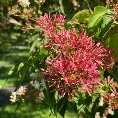 Schirm 6xv mDb 200-300 x 400- 450 - Heptacodium - Heptacodium miconioides - Collection