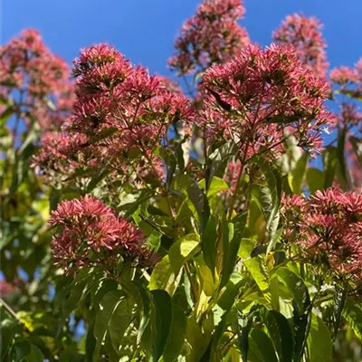 Schirm 6xv mDb 200-300 x 400- 450 - Heptacodium - Heptacodium miconioides - Collection