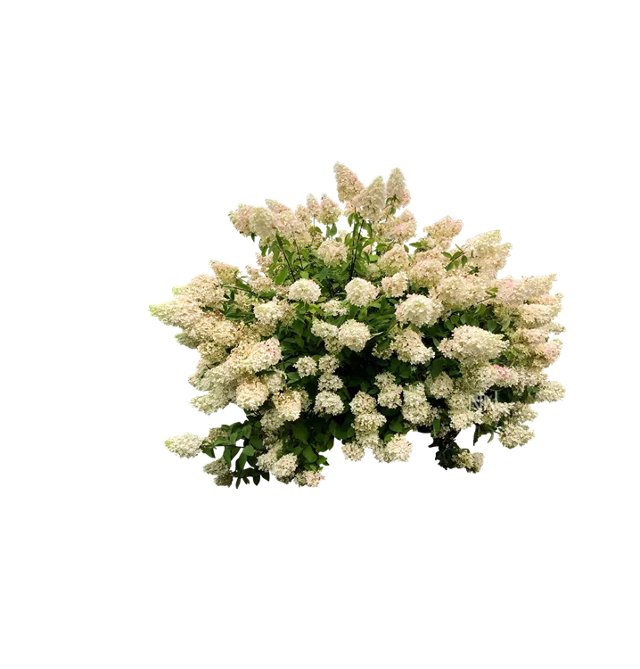 Rispenhortensie 'Grandiflora' - Hydrangea panic. 'Grandiflora' - Collection