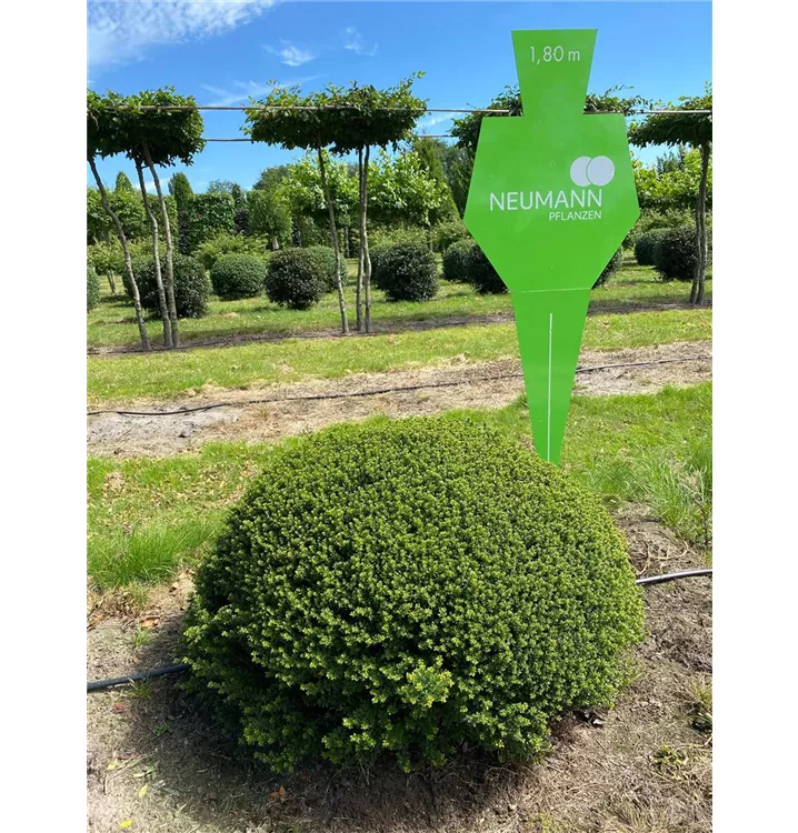 Berg-Ilex 'Glorie Dwarf' -R- - Ilex crenata 'Glorie Dwarf' -R- - Collection