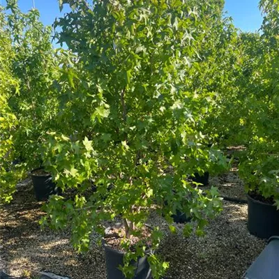 Sol 3xv mDb mehrst. 175- 200 - Amerikanischer Amberbaum - Liquidambar styraciflua - Collection