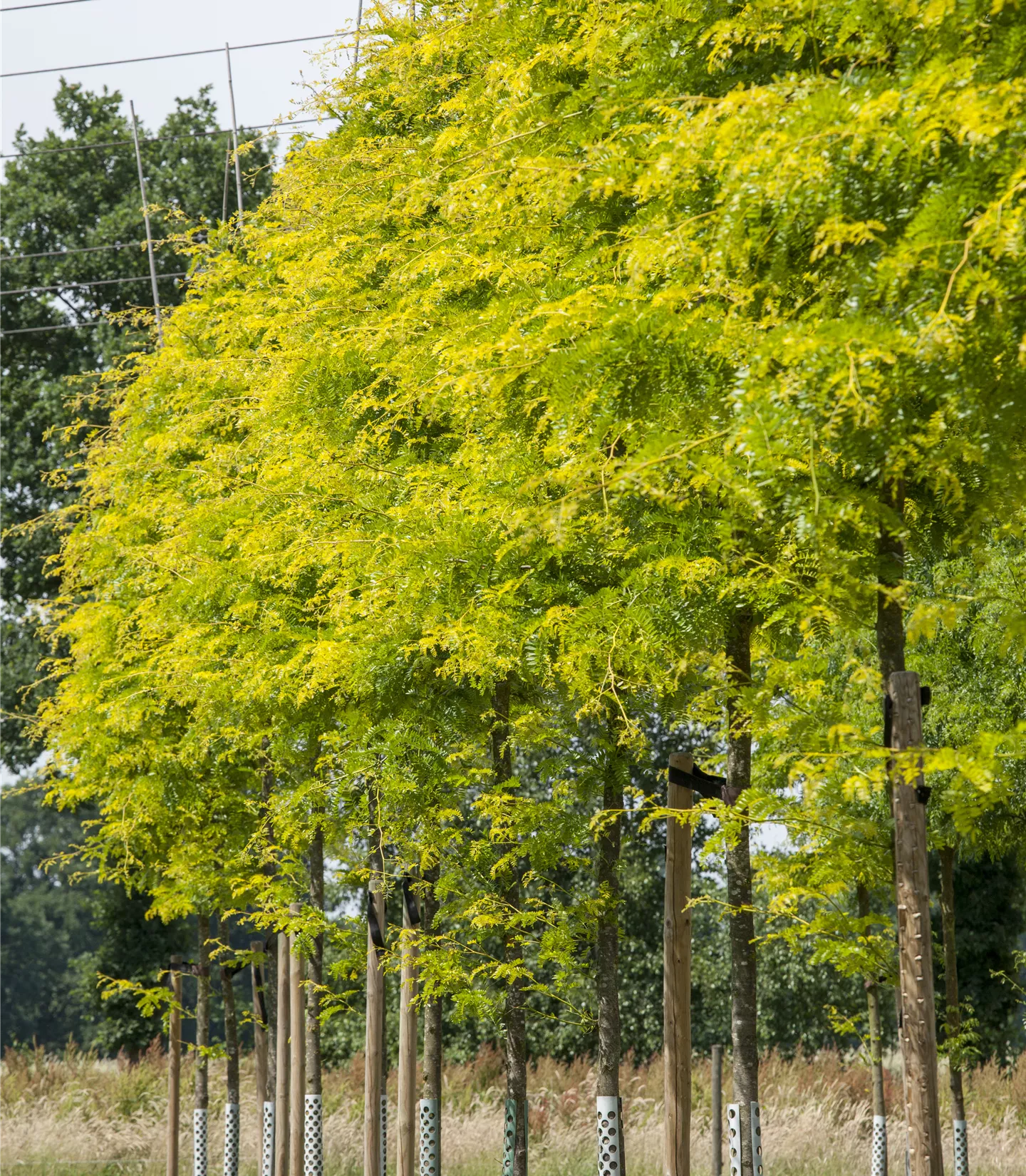 Arbres d'allignement
