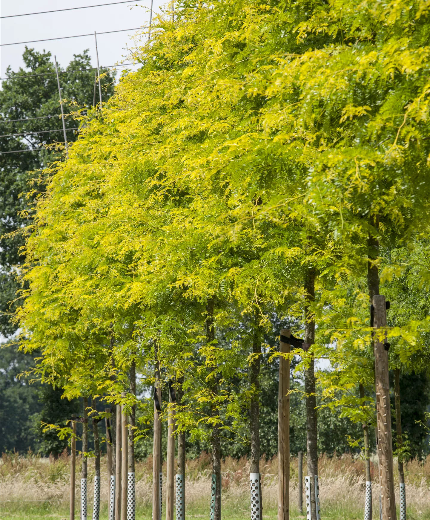 Alleebäume Alleebäume