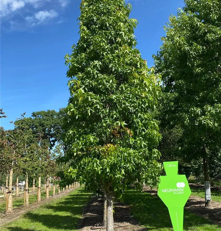 Amberbaum 'Palo Alto' - Liquidambar styraciflua 'Palo Alto' - Collection