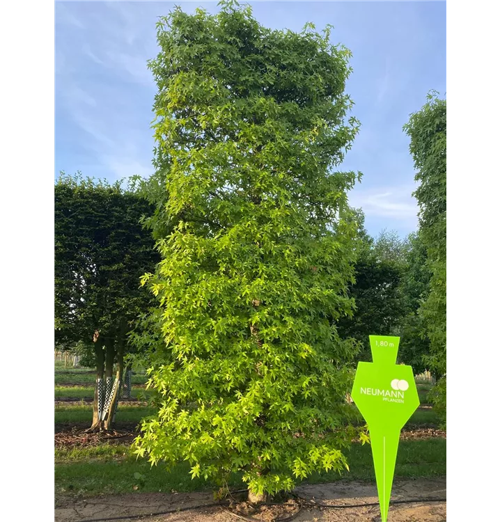 Amberbaum 'Worplesdon' - Liquidambar styraciflua 'Worplesdon' - Collection