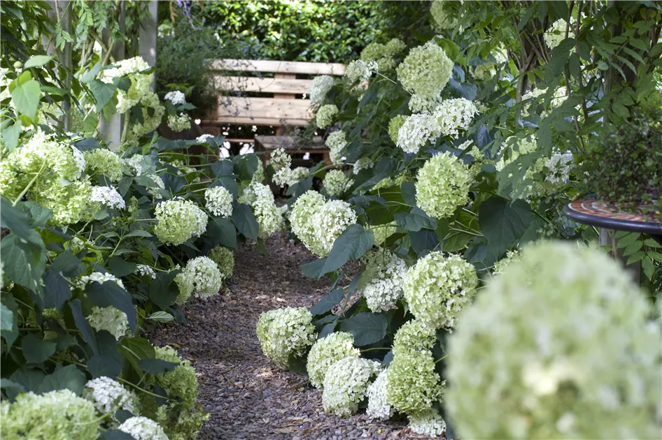 Hydrangea arborescens 'Annabelle', Hortensie