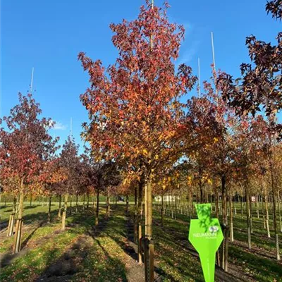 Sol Baum 5xv mDb 200-300 x 500-700 25- 30 - Amberbaum 'Worplesdon' - Liquidambar styraciflua 'Worplesdon' - Collection