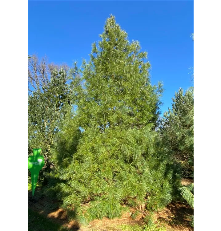 Tränenkiefer - Pinus wallichiana - Collection