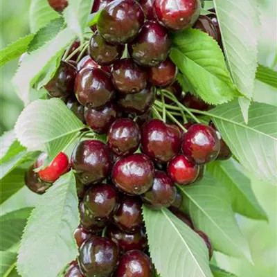 ha 3xv mDb 10- 12 - Süsskirsche 'Oktavia' 6.KW - Prunus av.'Oktavia' CAC - Collection