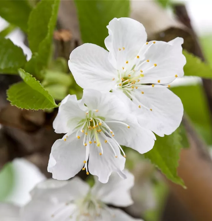 Süsskirsche 'Sylvia' - Prunus av.'Sylvia' CAC - Collection