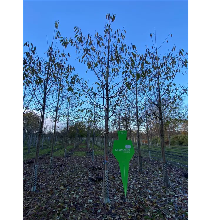 Vogelkirsche - Prunus avium - Collection