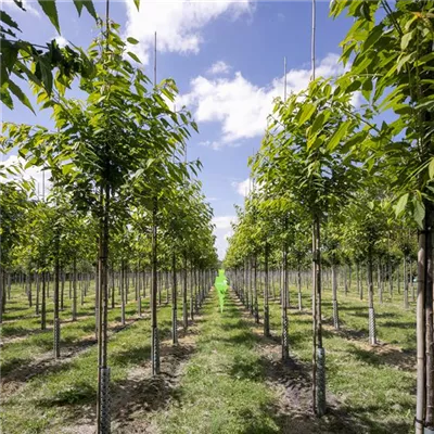 H 3xv mDb 18- 20 - Gefülltblüh.Vogelkirsche - Prunus avium 'Plena' - Collection