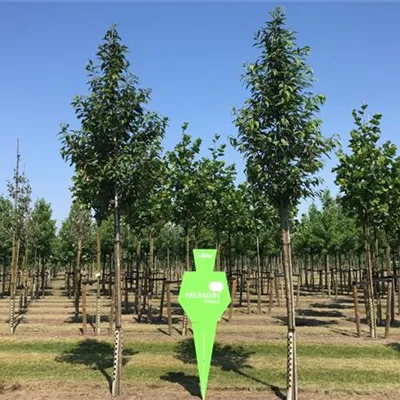 H 4xv mDb 20- 25 - Gefülltblüh.Vogelkirsche - Prunus avium 'Plena' - Collection
