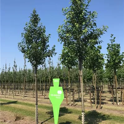 H 4xv mDb 20- 25 - Gefülltblüh.Vogelkirsche - Prunus avium 'Plena' - Collection