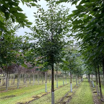 H 4xv mDb 20- 25 - Gefülltblüh.Vogelkirsche - Prunus avium 'Plena' - Collection
