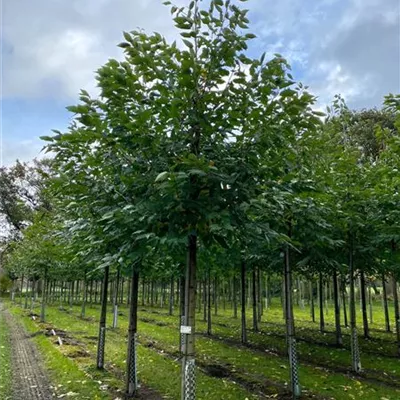 Sol Baum 4xv mDb 150-200 x 400-500 20- 25 - Gefülltblüh.Vogelkirsche - Prunus avium 'Plena' - Collection