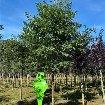 Sol Baum 4xv mDb 150-200 x 400-500 25- 30 - Gefülltblüh.Vogelkirsche - Prunus avium 'Plena' - Collection