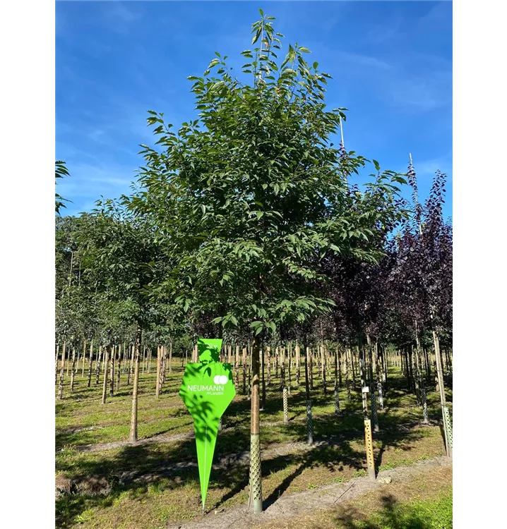 Gefülltblüh.Vogelkirsche - Prunus avium 'Plena' - Collection